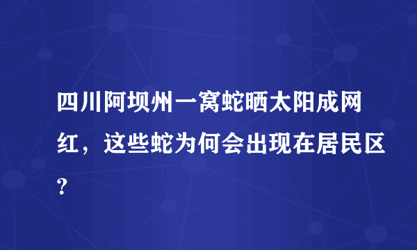 四川阿坝州一窝蛇晒太阳成网红，这些蛇为何会出现在居民区？