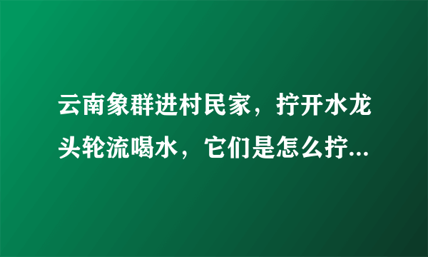 云南象群进村民家，拧开水龙头轮流喝水，它们是怎么拧开水龙头的？