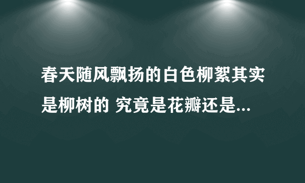 春天随风飘扬的白色柳絮其实是柳树的 究竟是花瓣还是种子呢？