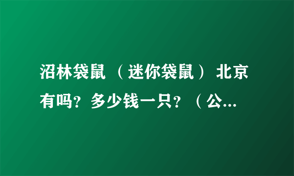 沼林袋鼠 （迷你袋鼠） 北京有吗？多少钱一只？（公母 的价格一样吗？）