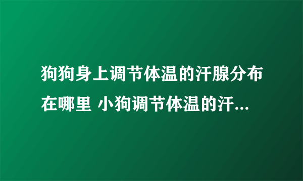 狗狗身上调节体温的汗腺分布在哪里 小狗调节体温的汗腺在身上哪个部位