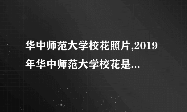 华中师范大学校花照片,2019年华中师范大学校花是谁(多图)