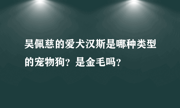 吴佩慈的爱犬汉斯是哪种类型的宠物狗？是金毛吗？