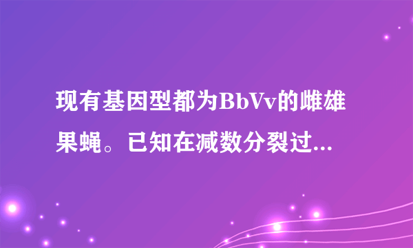 现有基因型都为BbVv的雌雄果蝇。已知在减数分裂过程中，雌果蝇会发生如图所示染色体行为，且发生该染色体行为的细胞比例为20%。下列叙述正确的是（　　）A.该图所示染色体行为发生在减数第二次分裂前期