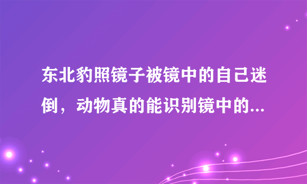 东北豹照镜子被镜中的自己迷倒，动物真的能识别镜中的自己吗？