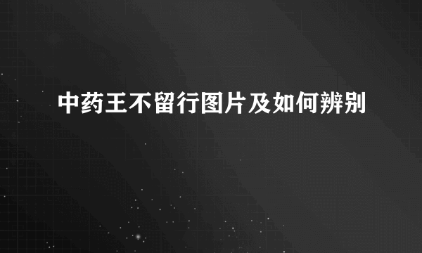 中药王不留行图片及如何辨别