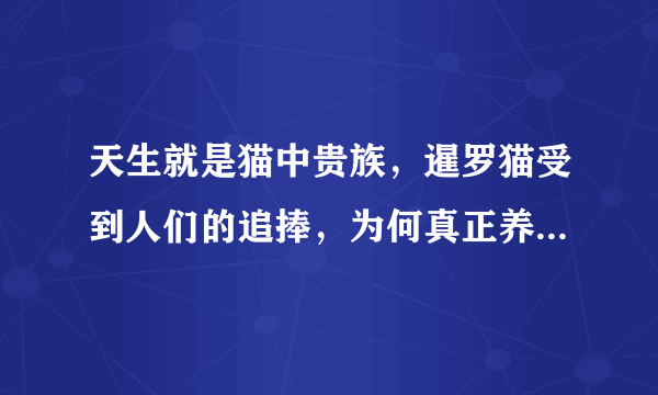 天生就是猫中贵族，暹罗猫受到人们的追捧，为何真正养的人却不多