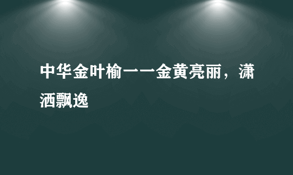 中华金叶榆一一金黄亮丽，潇洒飘逸