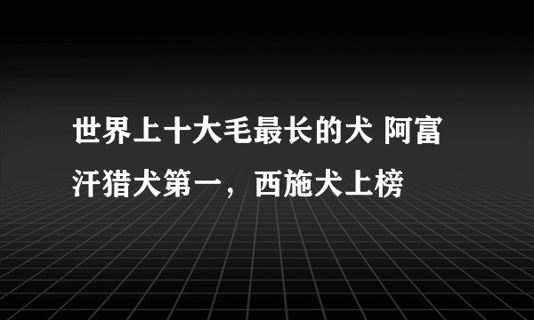 世界上十大毛最长的犬 阿富汗猎犬第一，西施犬上榜