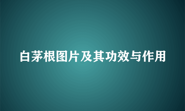 白茅根图片及其功效与作用