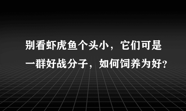 别看虾虎鱼个头小，它们可是一群好战分子，如何饲养为好？