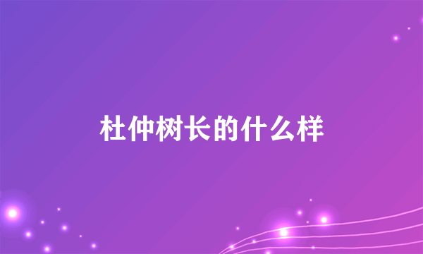 杜仲树长的什么样