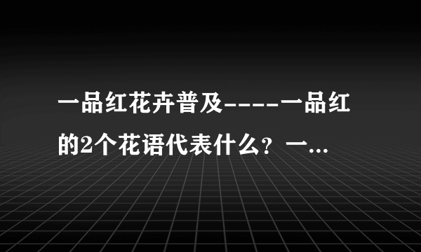 一品红花卉普及----一品红的2个花语代表什么？一品红的寓意！