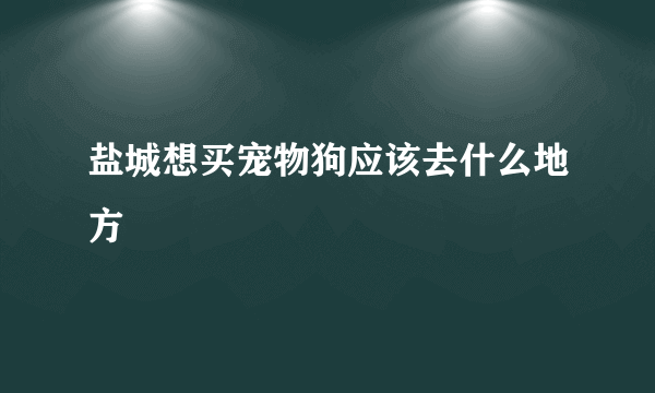 盐城想买宠物狗应该去什么地方