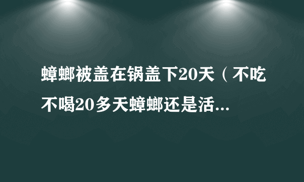 蟑螂被盖在锅盖下20天（不吃不喝20多天蟑螂还是活蹦乱跳）