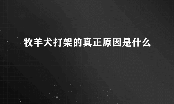 牧羊犬打架的真正原因是什么