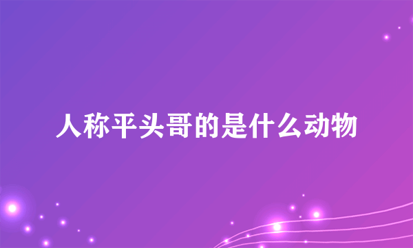 人称平头哥的是什么动物