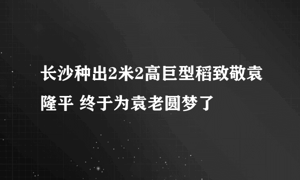 长沙种出2米2高巨型稻致敬袁隆平 终于为袁老圆梦了