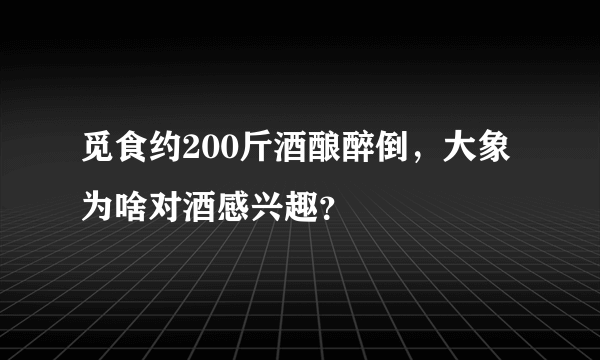 觅食约200斤酒酿醉倒，大象为啥对酒感兴趣？