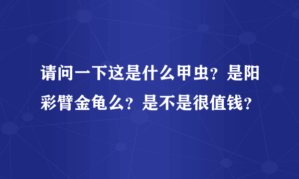 请问一下这是什么甲虫？是阳彩臂金龟么？是不是很值钱？