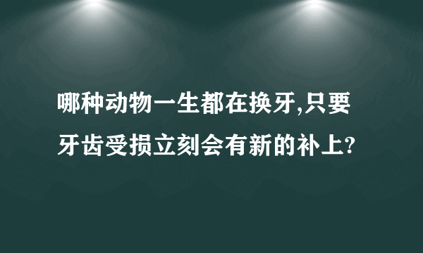 哪种动物一生都在换牙,只要牙齿受损立刻会有新的补上?