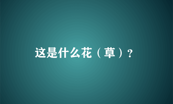 这是什么花（草）？