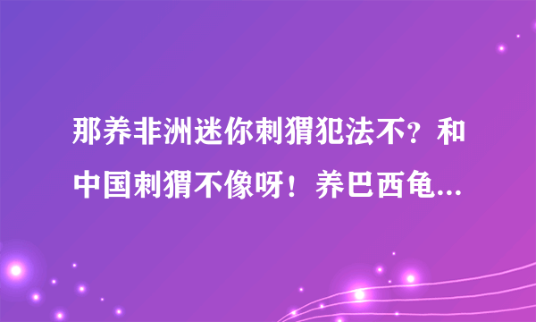 那养非洲迷你刺猬犯法不？和中国刺猬不像呀！养巴西龟犯法不？和中国龟也不像呀？