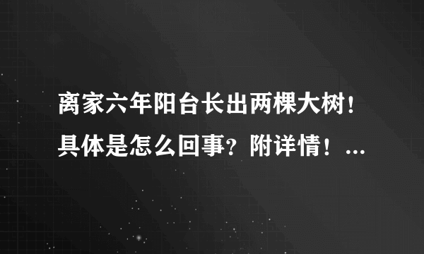 离家六年阳台长出两棵大树！具体是怎么回事？附详情！ - 飞外网