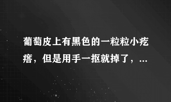 葡萄皮上有黑色的一粒粒小疙瘩，但是用手一抠就掉了，果肉也挺紧实的，不知道那是什么，想问一下？