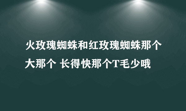 火玫瑰蜘蛛和红玫瑰蜘蛛那个大那个 长得快那个T毛少哦