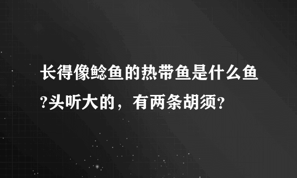 长得像鲶鱼的热带鱼是什么鱼?头听大的，有两条胡须？