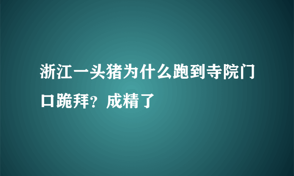 浙江一头猪为什么跑到寺院门口跪拜？成精了