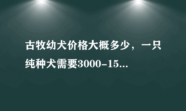 古牧幼犬价格大概多少，一只纯种犬需要3000-15000元