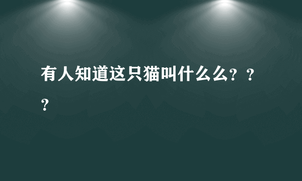 有人知道这只猫叫什么么？？？