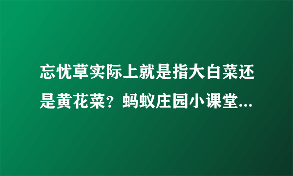 忘忧草实际上就是指大白菜还是黄花菜？蚂蚁庄园小课堂4月22日今天答案