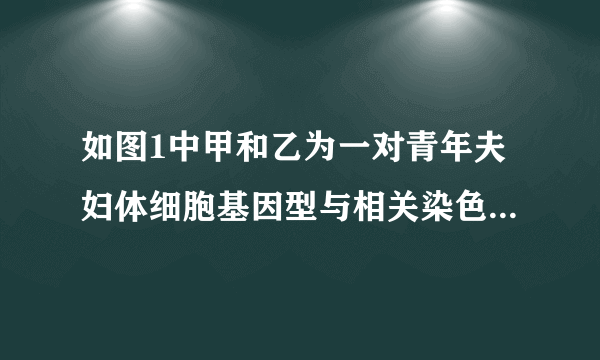 如图1中甲和乙为一对青年夫妇体细胞基因型与相关染色体组成示意图，图中所示基因分别控制原发性高血压、血管紧张素原、先天性夜盲症的遗传，X、Y分别表示性染色体．人类原发性高血压基因主要位于图中的两对染色体上，且血压高低与基因种类无关，只与显性基因数量有关；血管紧张素原（血管紧张素原可转化为血管紧张素）和先天性夜盲症均由隐性基因控制．