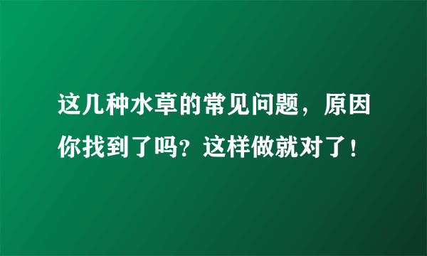 这几种水草的常见问题，原因你找到了吗？这样做就对了！