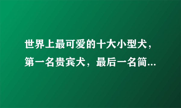 世界上最可爱的十大小型犬，第一名贵宾犬，最后一名简直不要太可爱