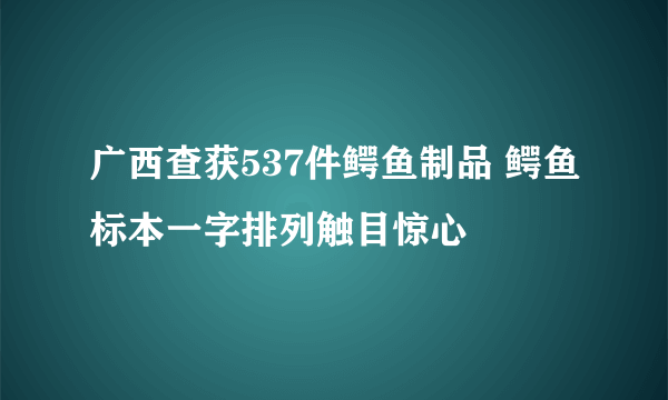 广西查获537件鳄鱼制品 鳄鱼标本一字排列触目惊心