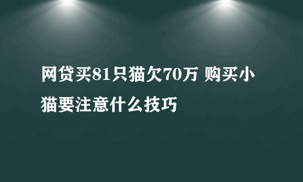 网贷买81只猫欠70万 购买小猫要注意什么技巧