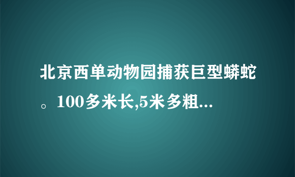 北京西单动物园捕获巨型蟒蛇。100多米长,5米多粗,比火车头还大