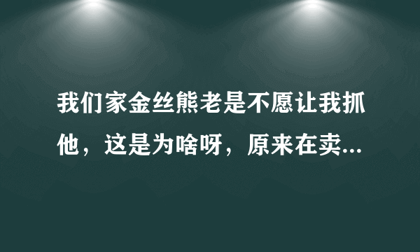 我们家金丝熊老是不愿让我抓他，这是为啥呀，原来在卖家家里的时候超级乖怎么抓都可以的，为啥呀？